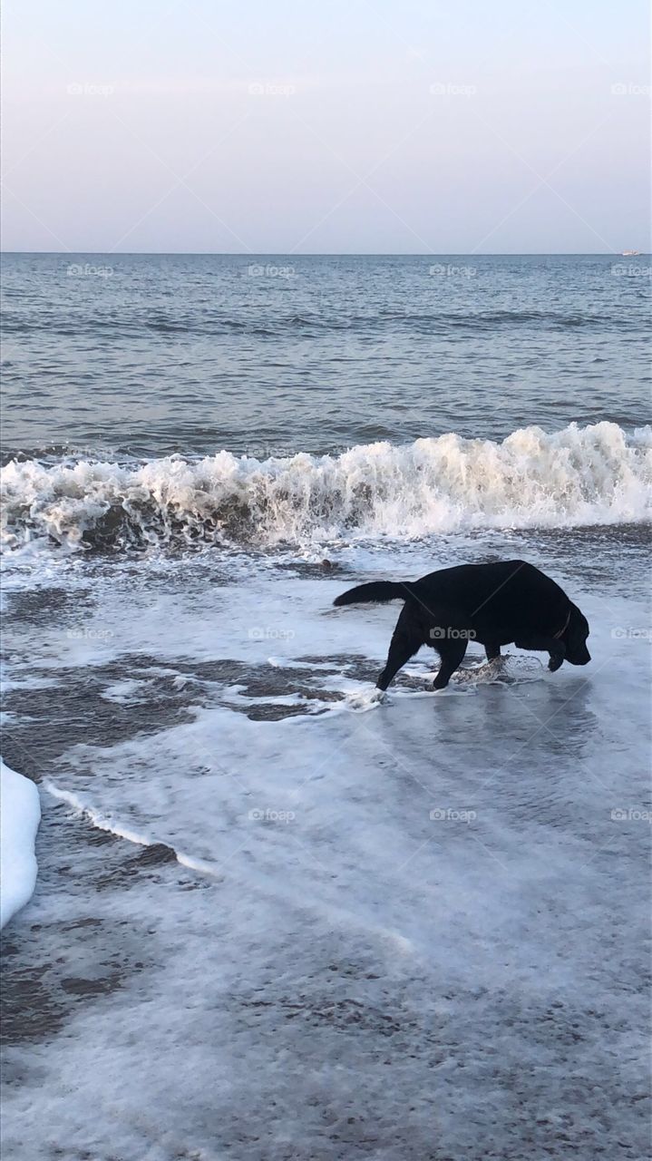 Dog in the sea 