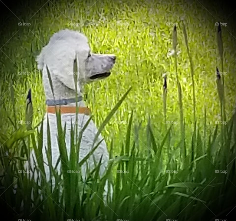 Amongst the Flowers