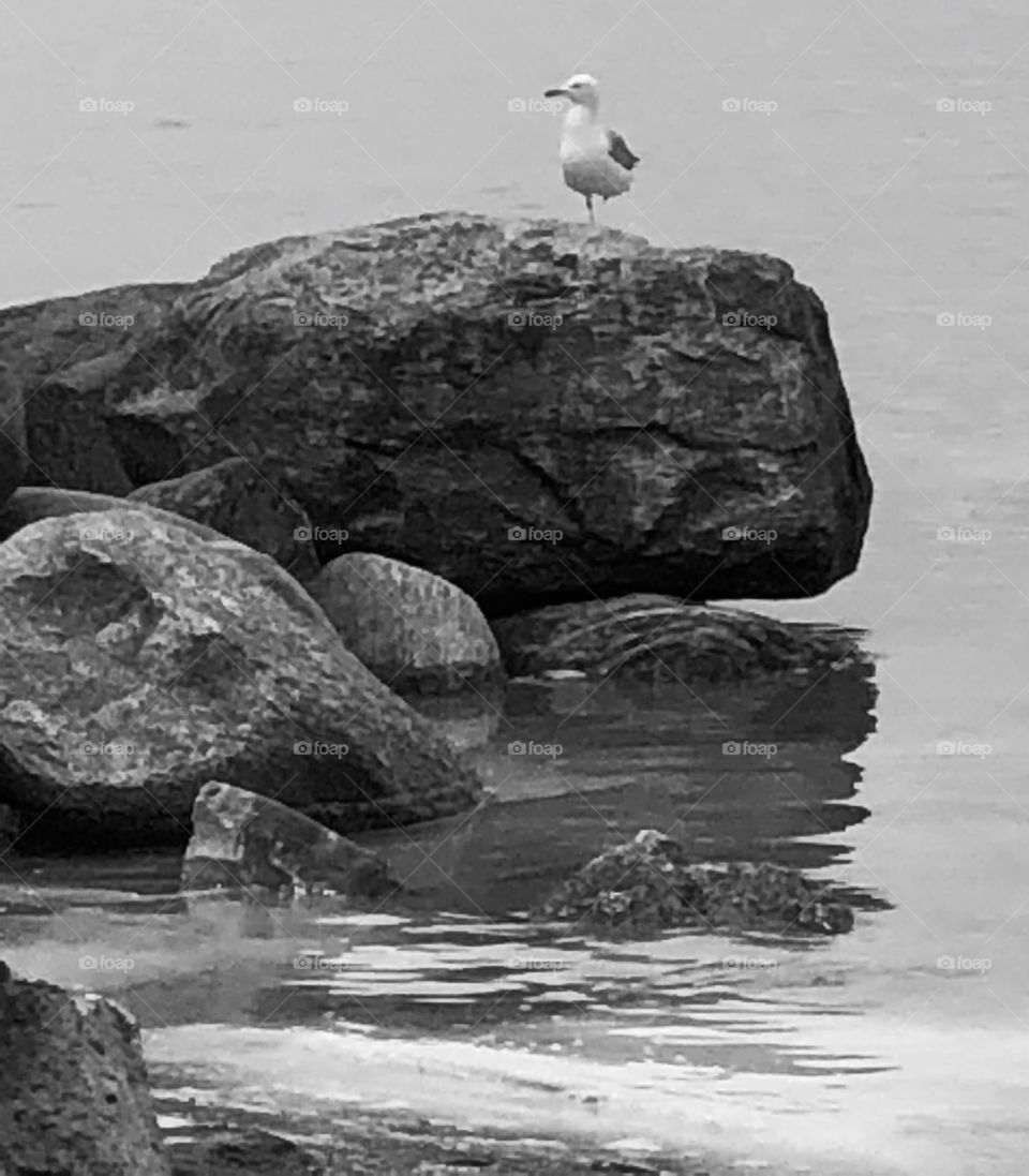 A Seagull On The Rock on Georgian, Bay Ontario Canada 🇨🇦