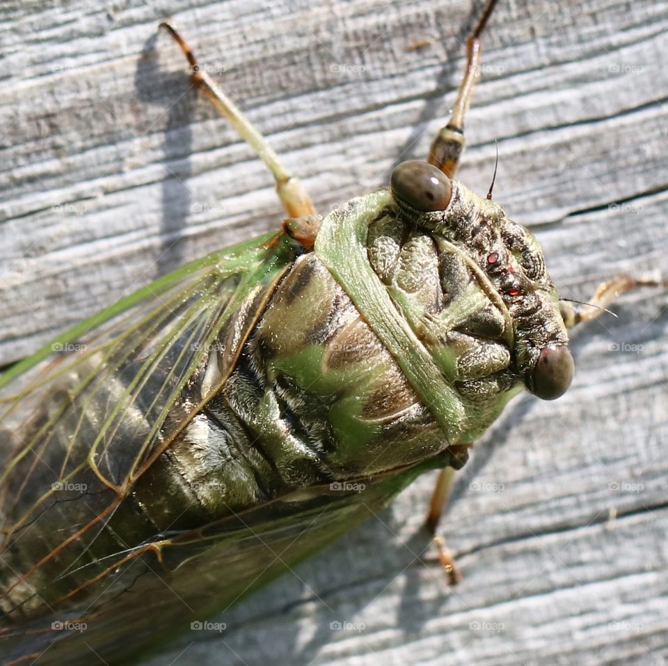 Annual cicada macro