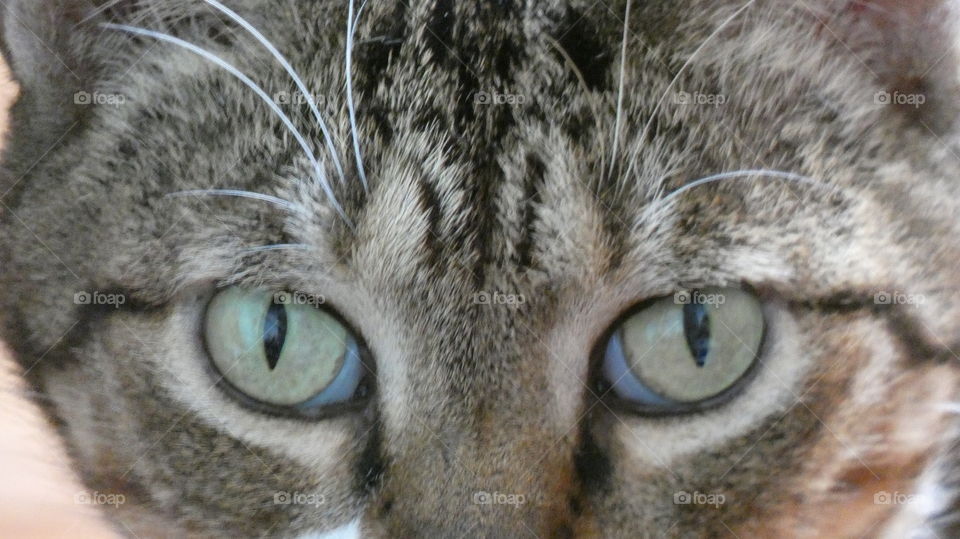 beautiful kitty cat eyes