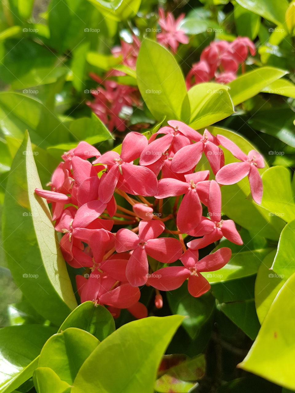 Exotic pink flower petals on lush tropical lime green leaves in bright sunshine, in a wild garden in Mexico