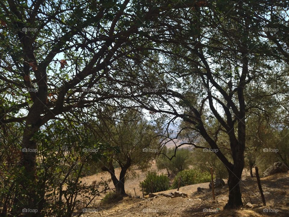 Trees in the mountain