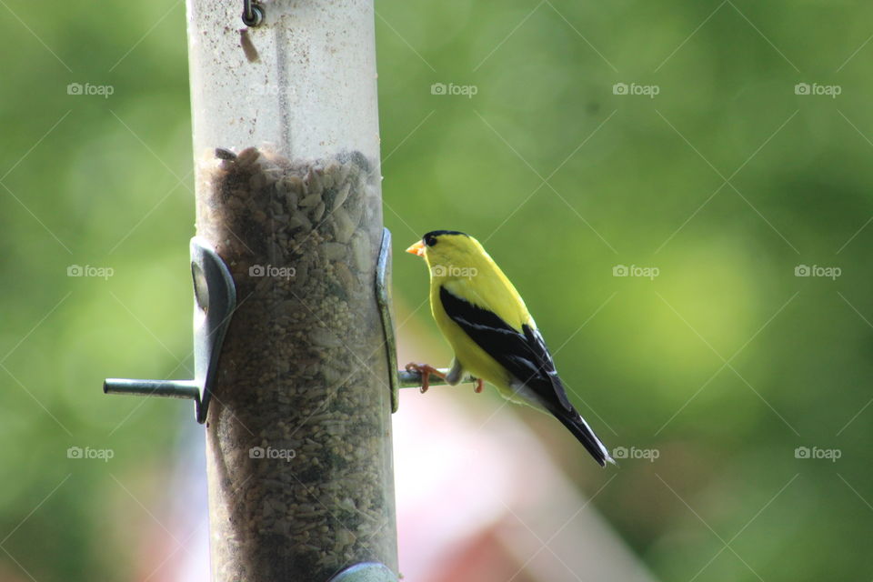 perfect little yellow bird enjoying a snack