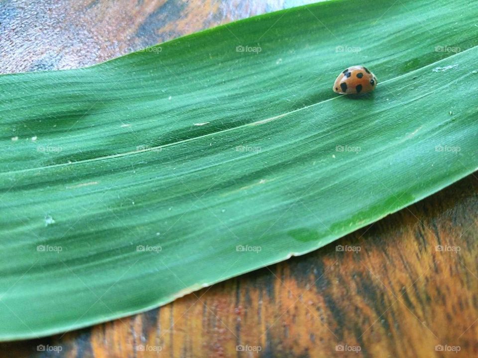 Ladybug leaves above