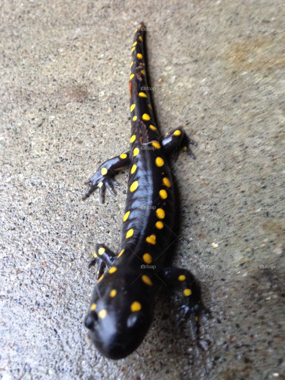 Salamander 