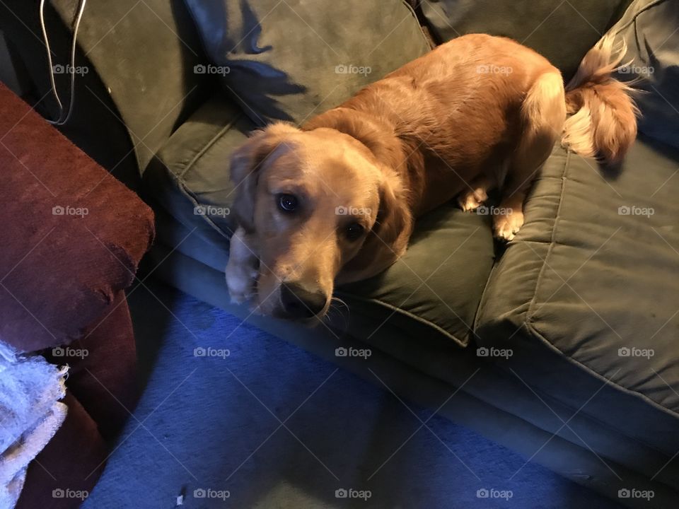 Dog on couch