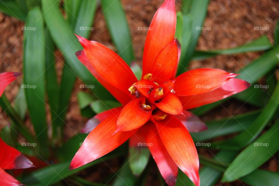 Large tropical  red flower