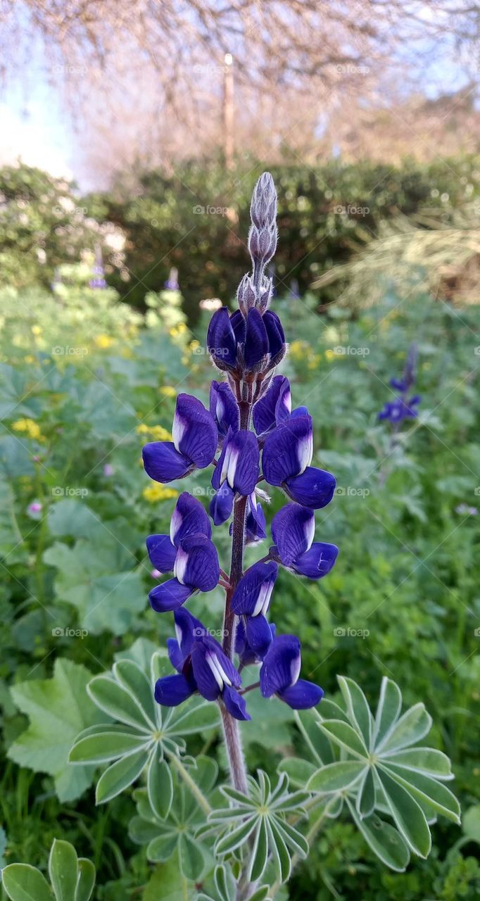 The mountain lupine
