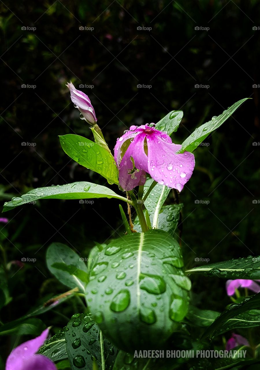 Thanksgiving to the Nature.