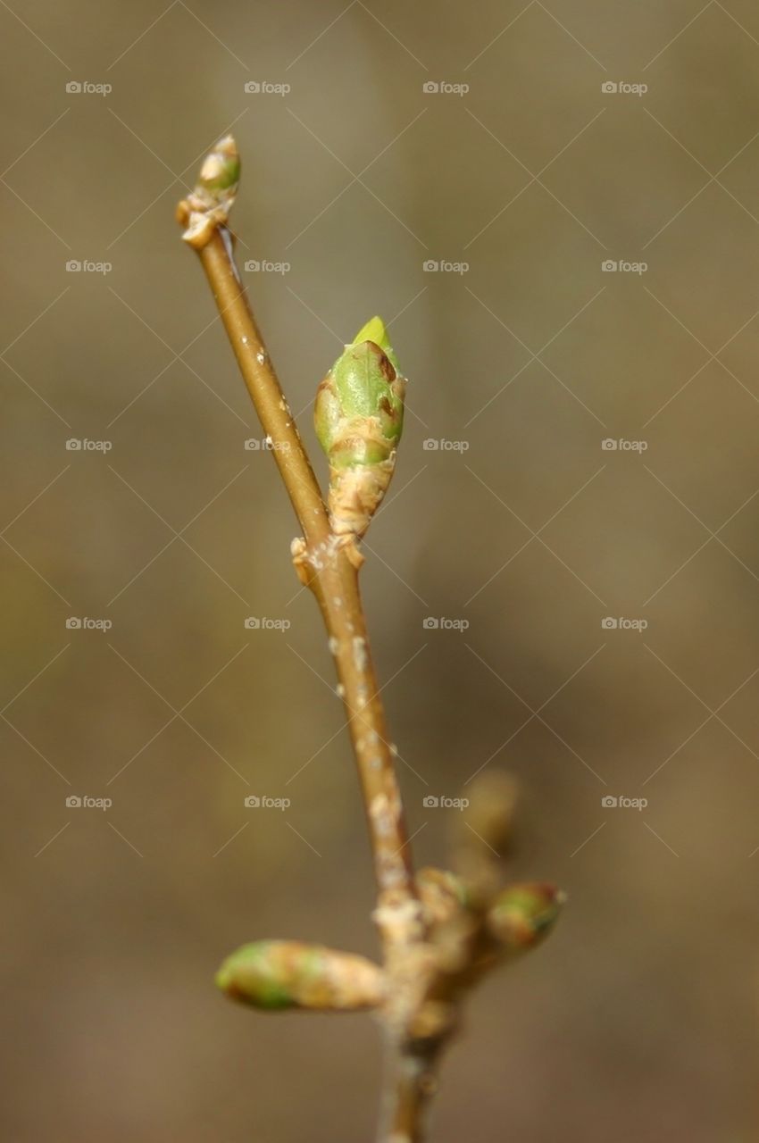 Forsythia . Getting ready to bloom - people enjoying spring mission