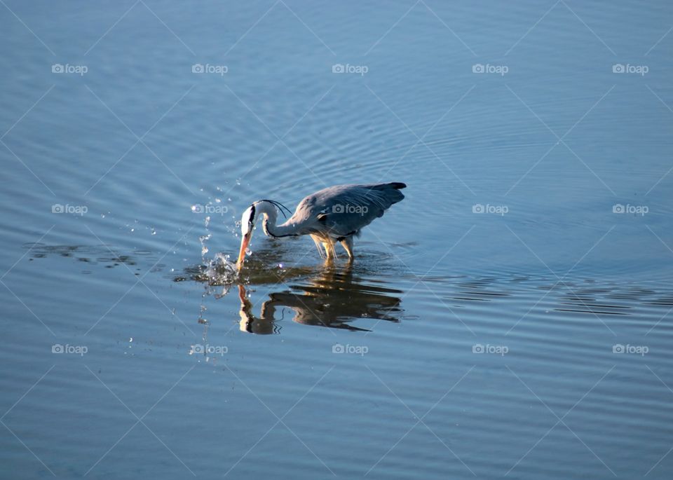 Animals, gray heron, birds, water