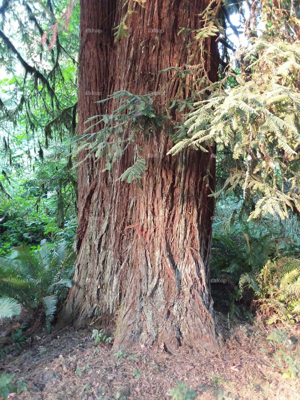 California redwoods trees