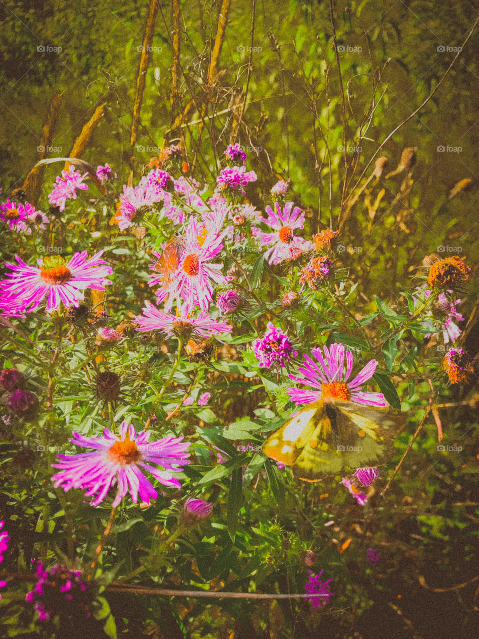 Phoshotz- butterfly on wildflowers at the woodline