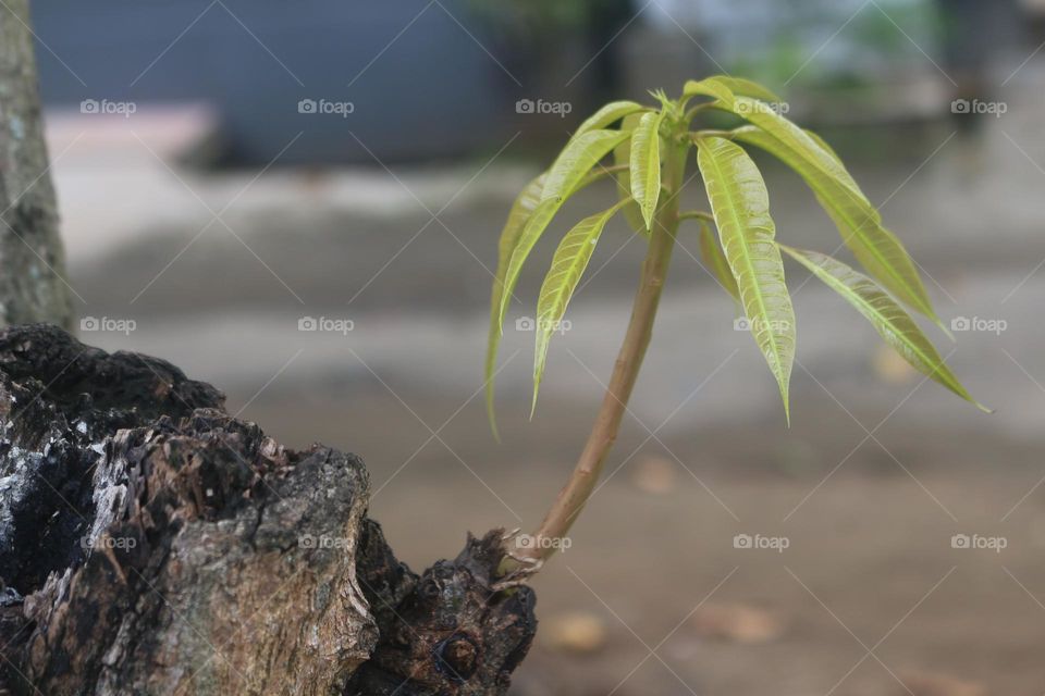 Mango tree buds