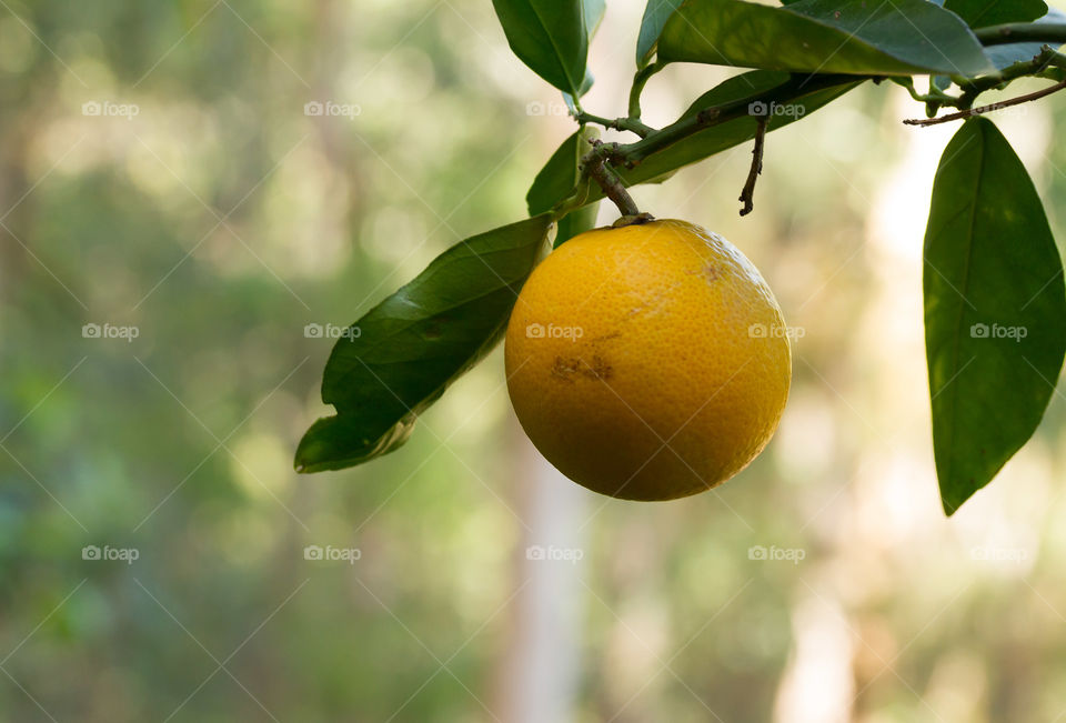 Yellow Lemon ready for the picking 