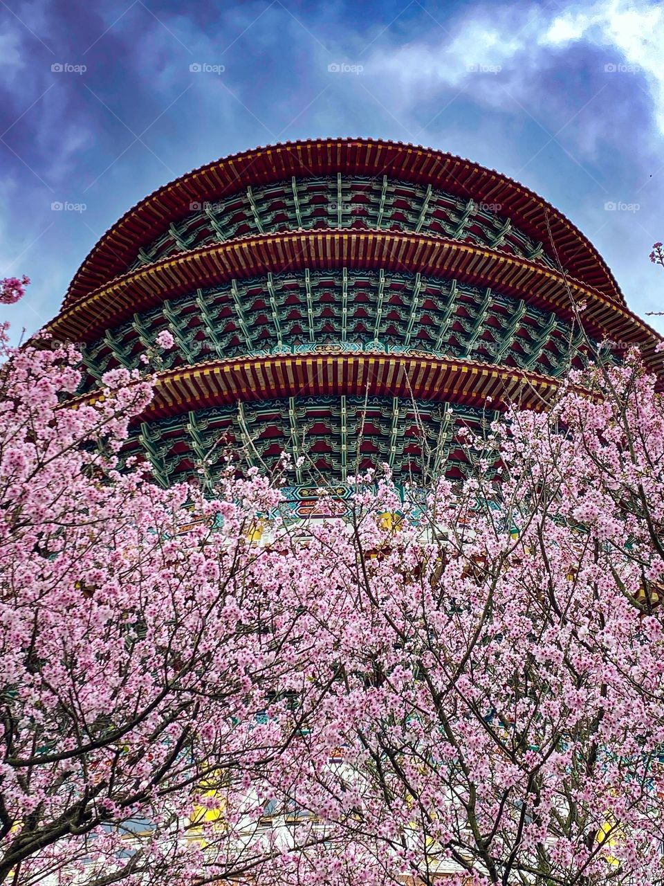 Blooming cherry blossoms and buildings