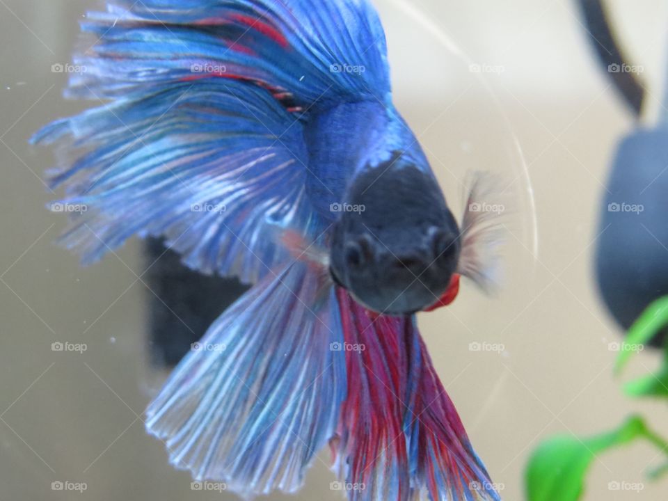 My baby Simon (betta fish)