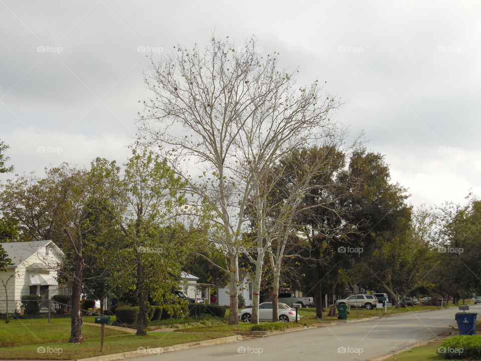 East Texas elm. This is a picture of a beautiful elm tree
