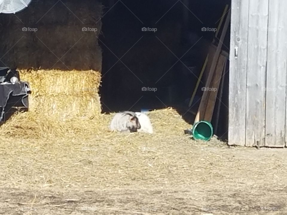 farm life with goats