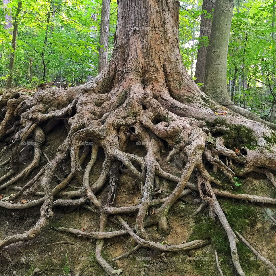 Tree Roots