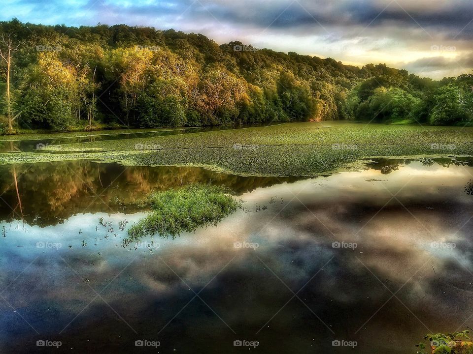 Black waters and lilies . Sunset over the creek covered in lilies. 