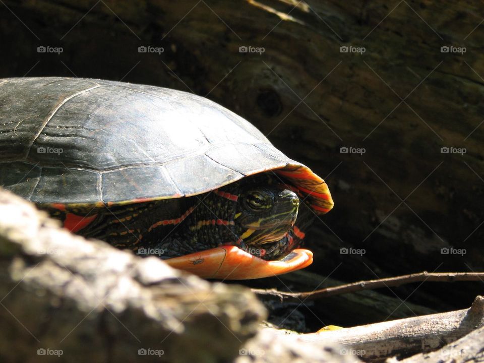 Turtle at the local pond