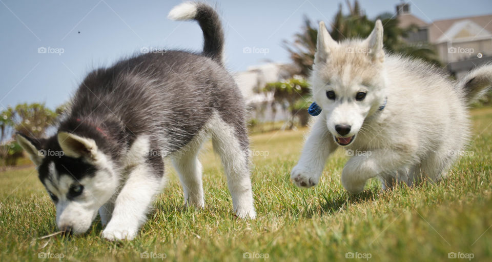 Huskies playing❤️❤️