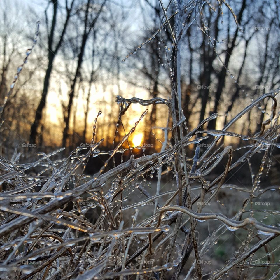 icy forest morning