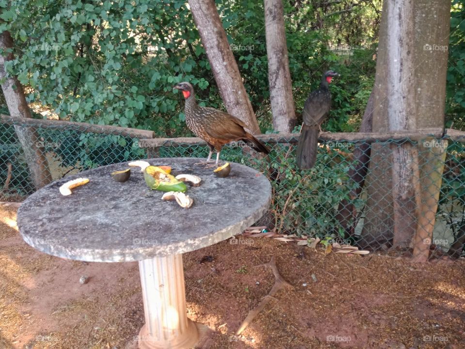 Duski legged guan eating from a table on a path by a river in the city