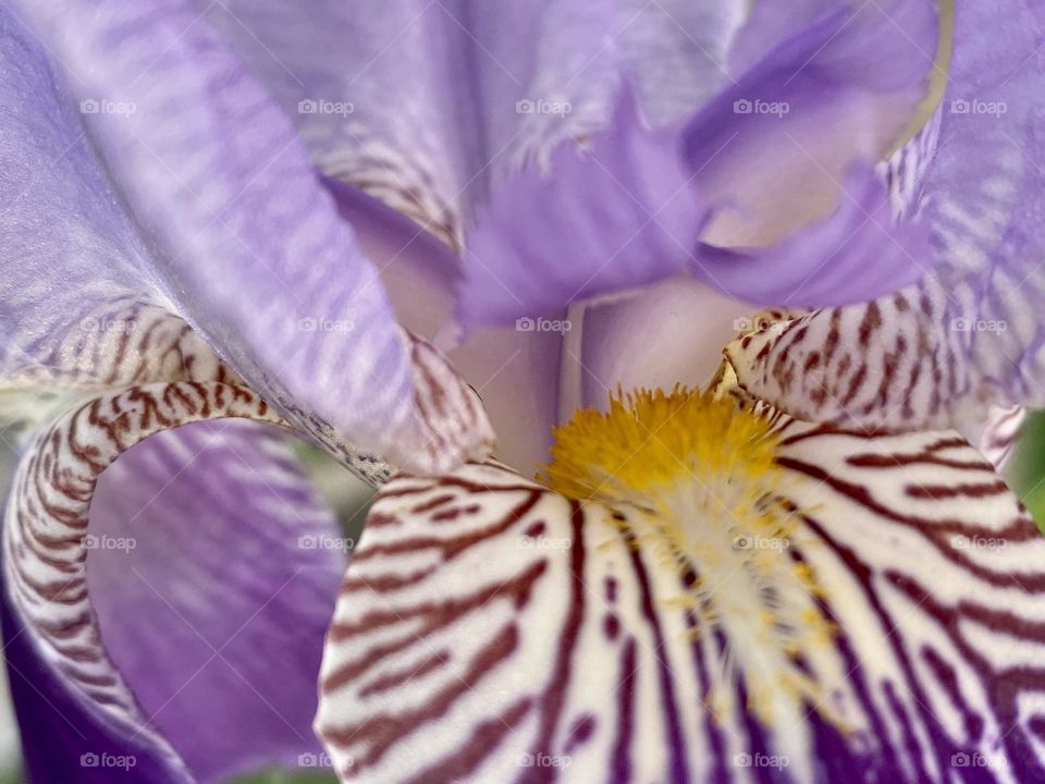 Beautiful iris flower