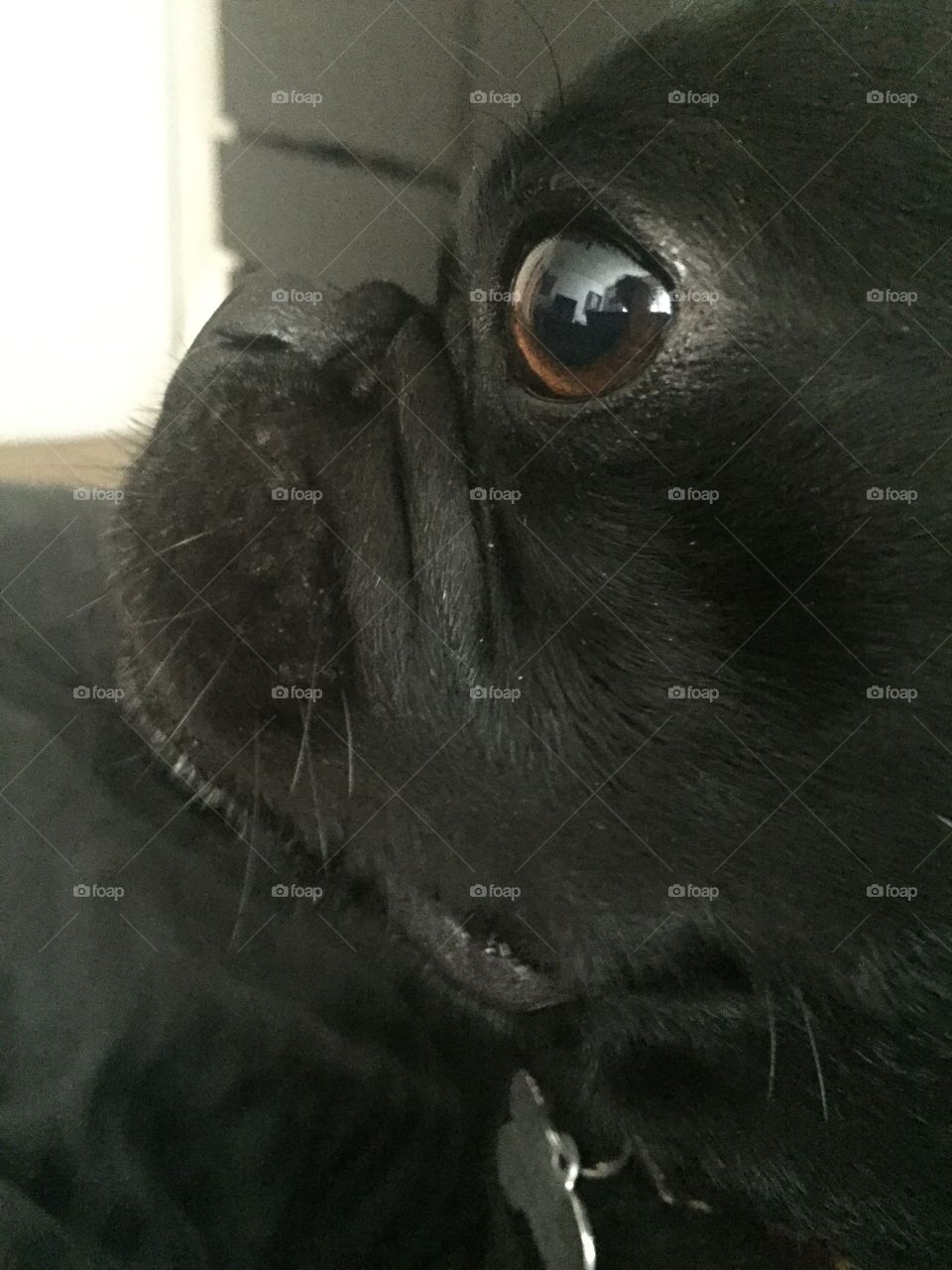 Close Up Side Profile of Black Pug Face