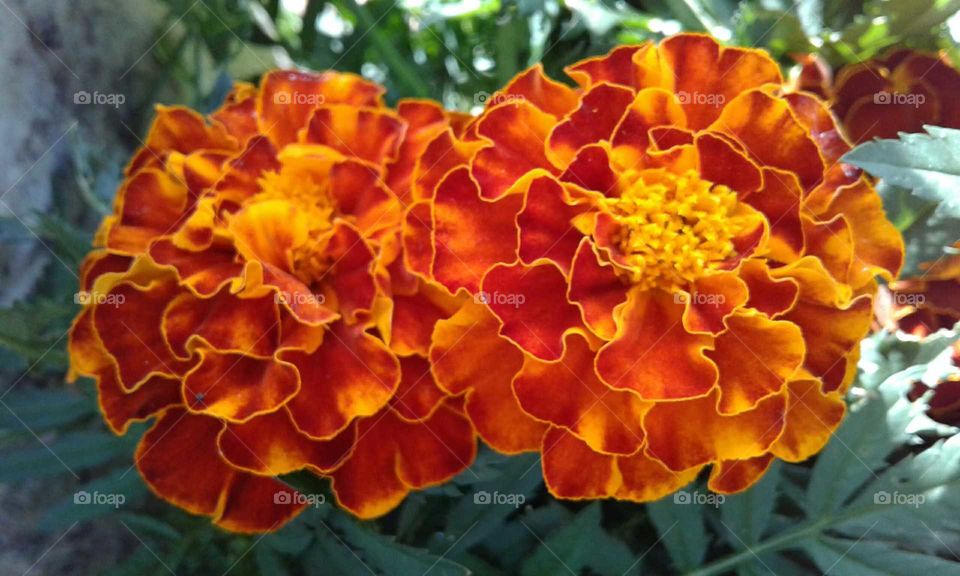 Marigolds