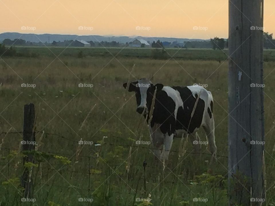 Cow