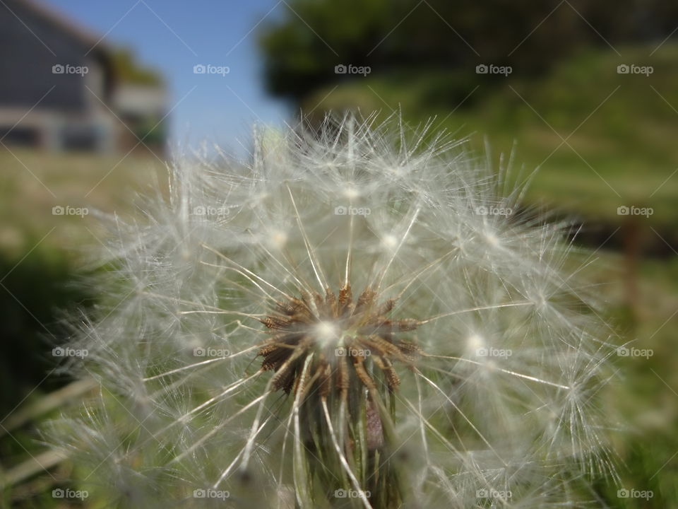 Dandelion seeds