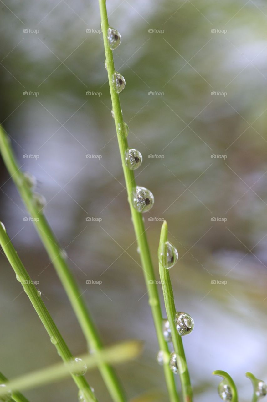 Dew drops reflecting the garden flowers in macro