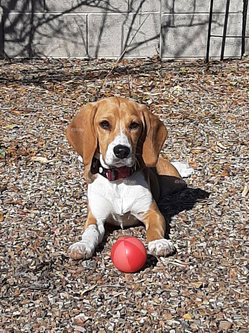 Beagle and her ball