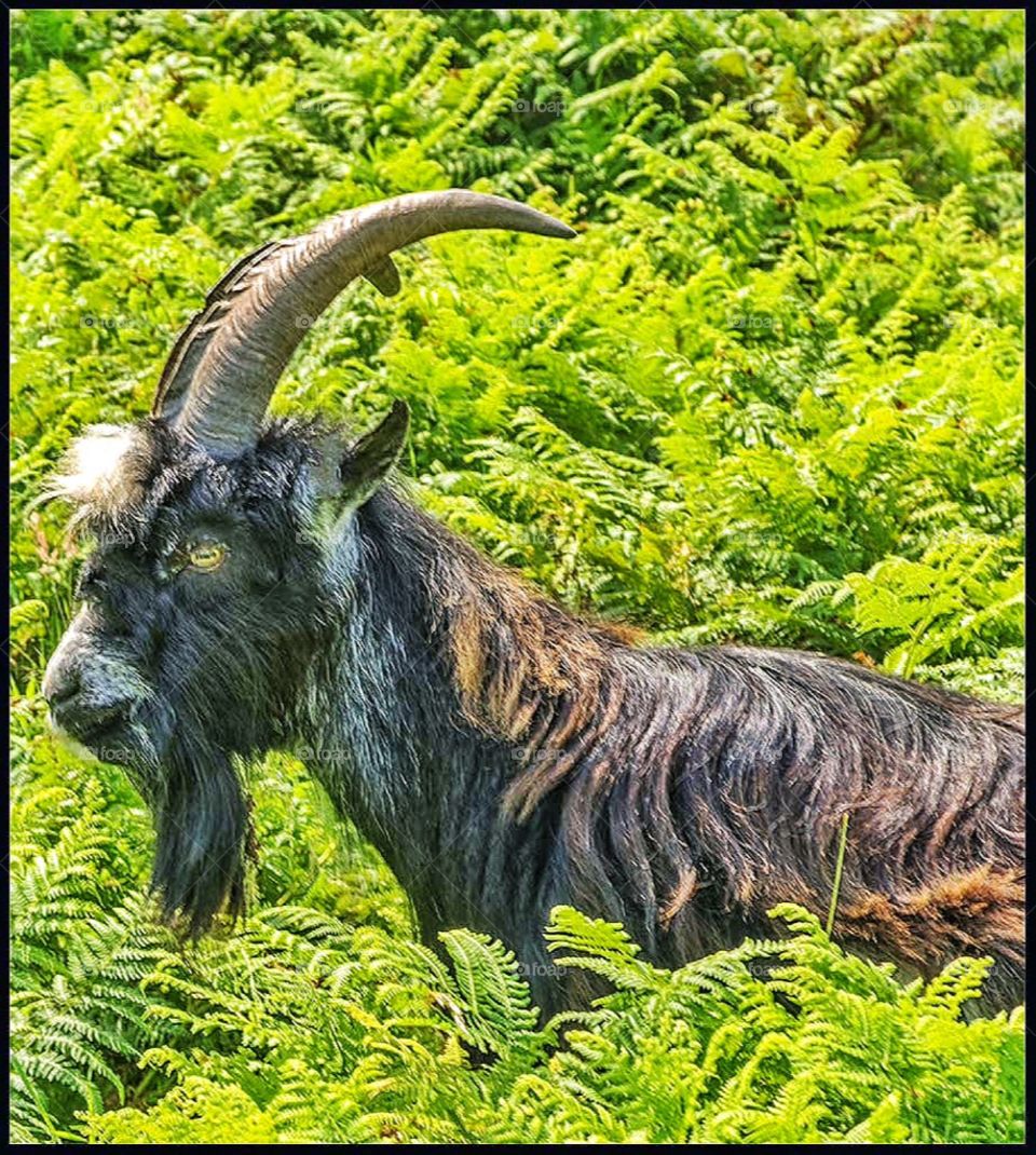 Goat. Goat with horns 