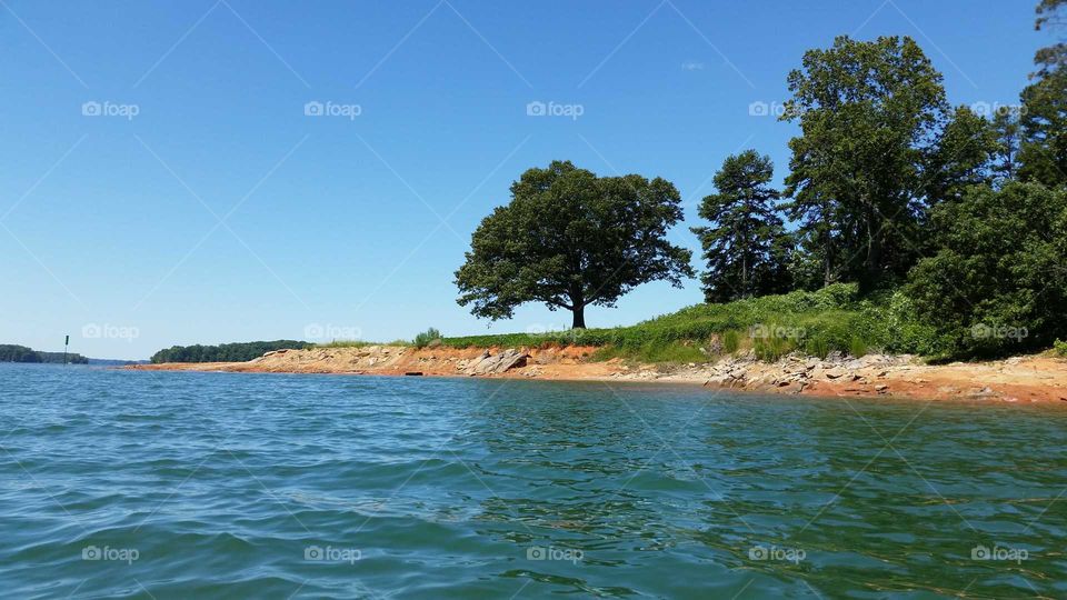 oak tree on the lake