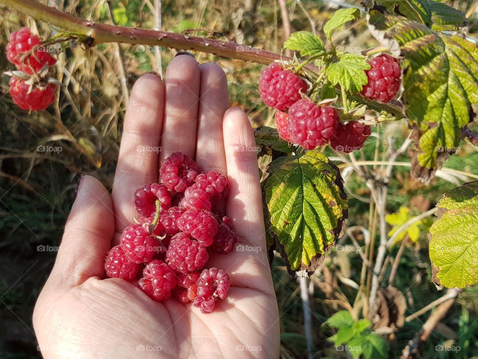 Raspberries