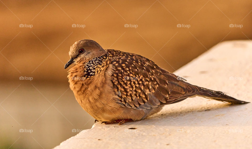 Bird photography - Spotted dove