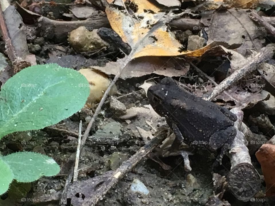 Toad among leaf litter