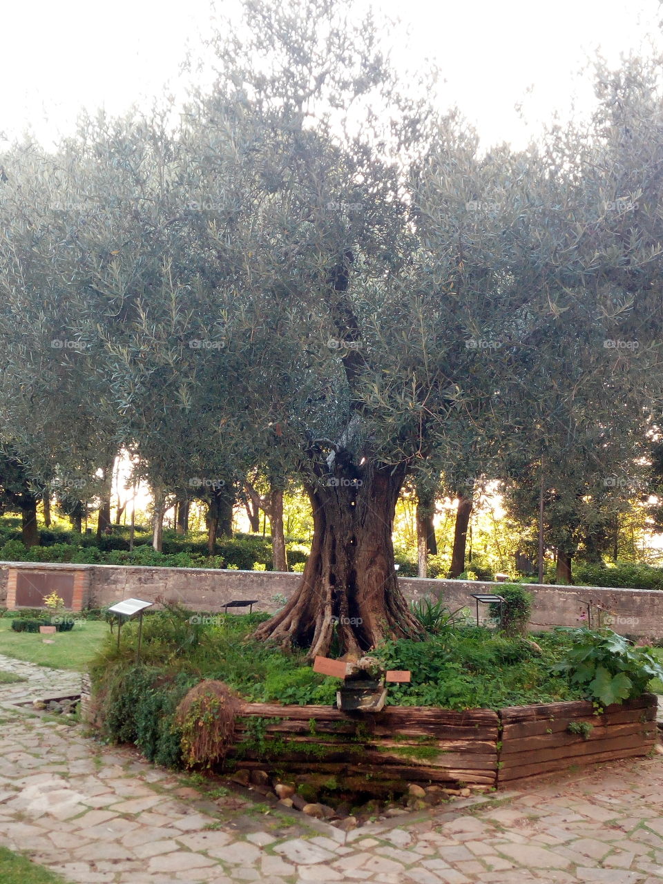 olive. tree