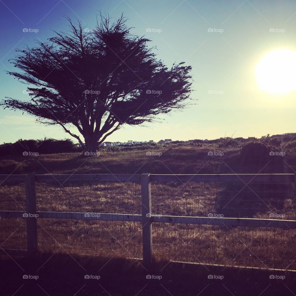 Beach walk tree with sun going down