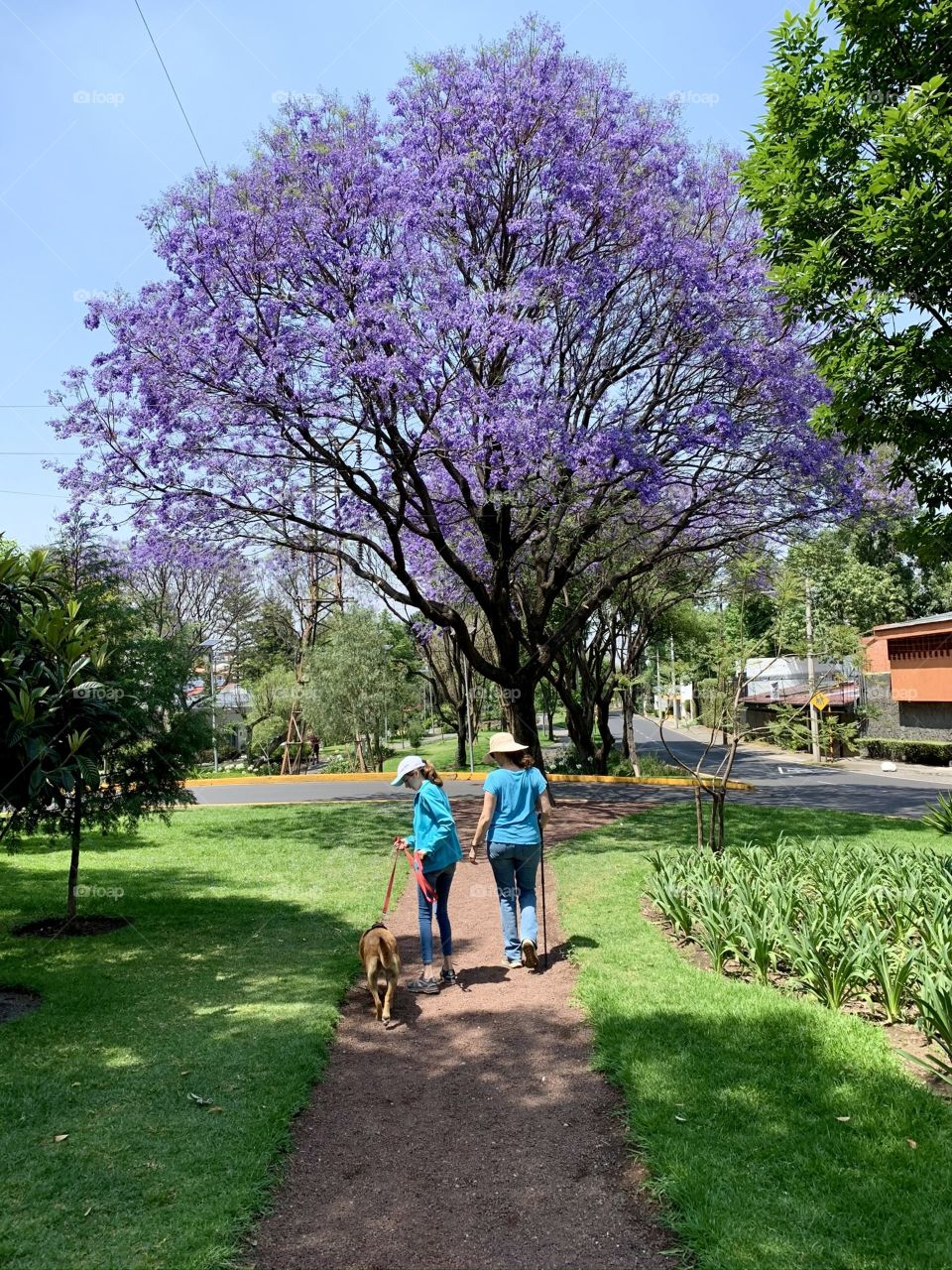 Nothing is more refreshing than a morning stroll 