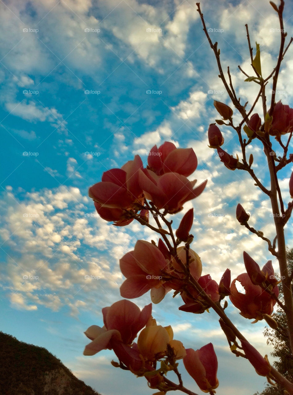 china tree magnolia by tanousdf