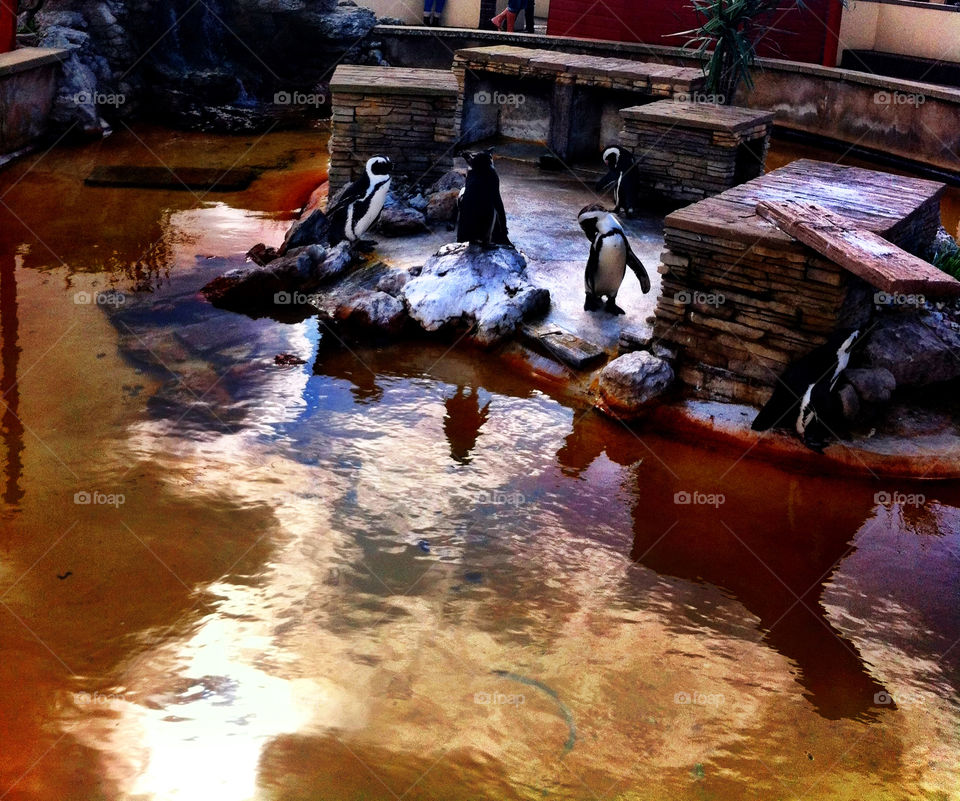 water zoo reflections rescue by binkyboo