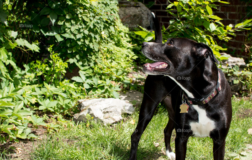 Beautiful young black and white Labrador boxer mix dog looking up  to the trees and exploring with brown eyes in garden on a summer day 