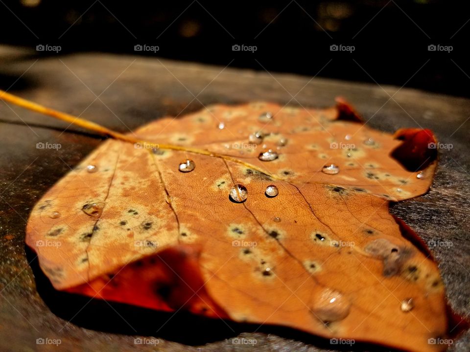 leaf with droplets