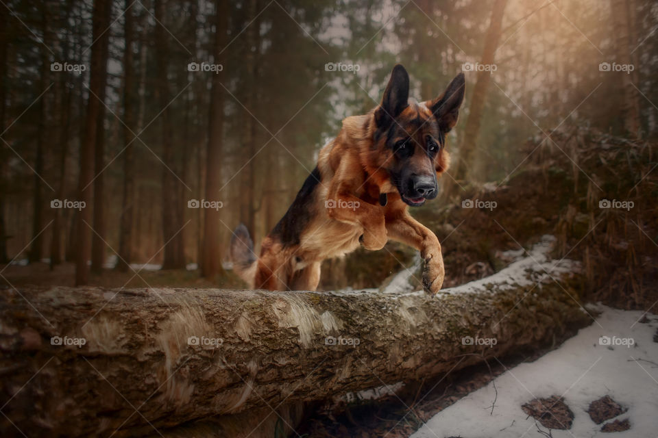 German shepherd dog walking in a winter park 